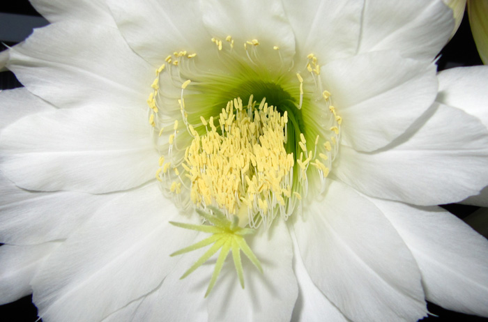 Trichocereus pachanoi flower